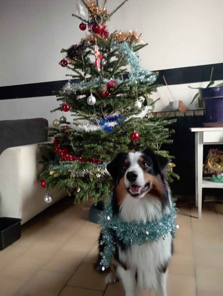 Maximilian star snow winner