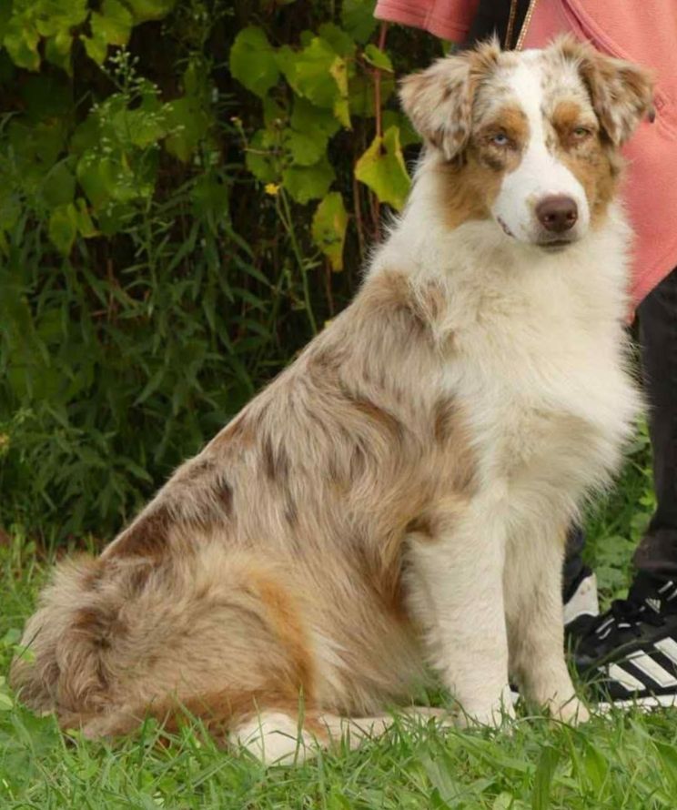 Vixen L’Opalyne Des Pierres Précieuses