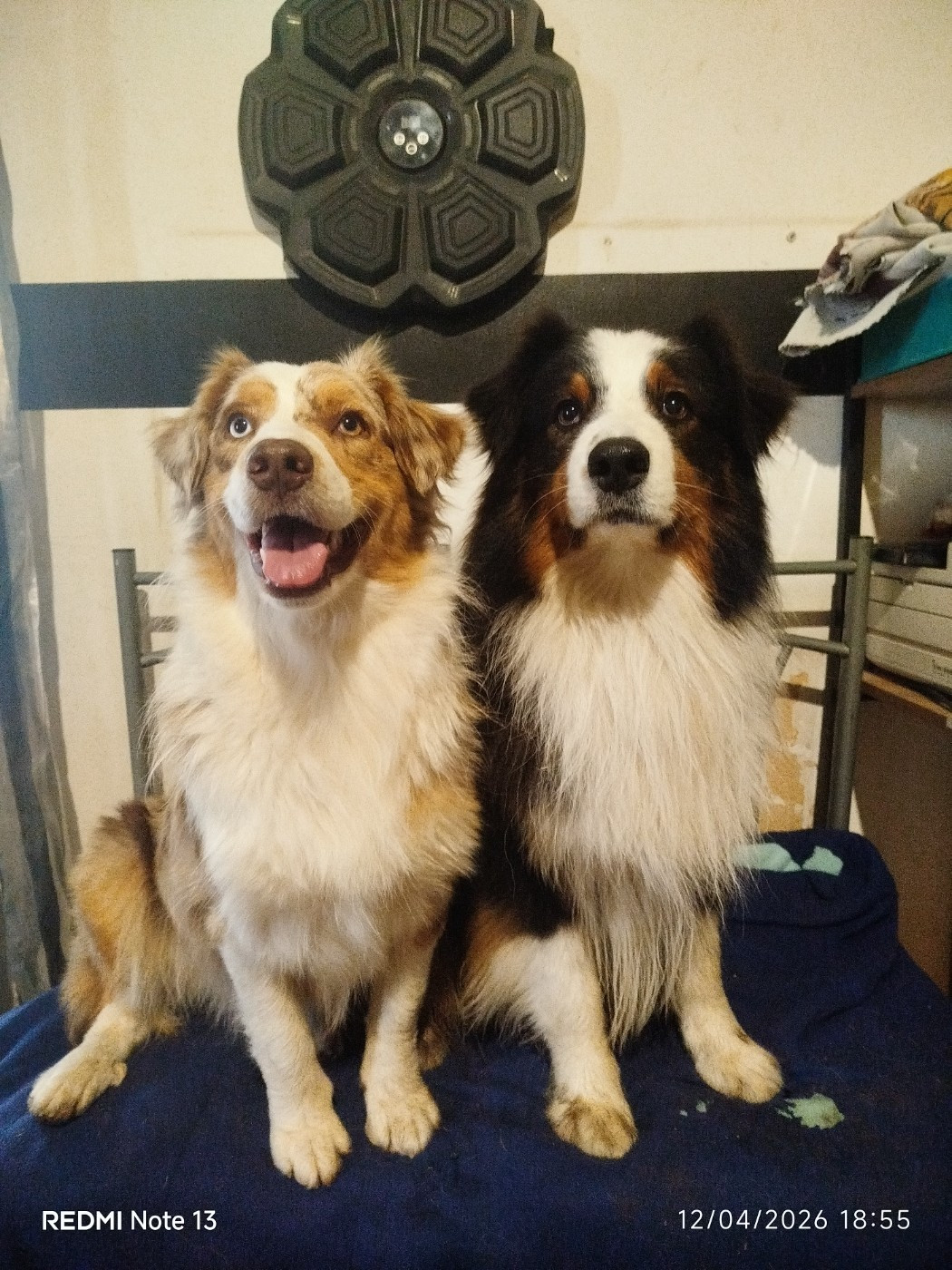 Chiots prévu