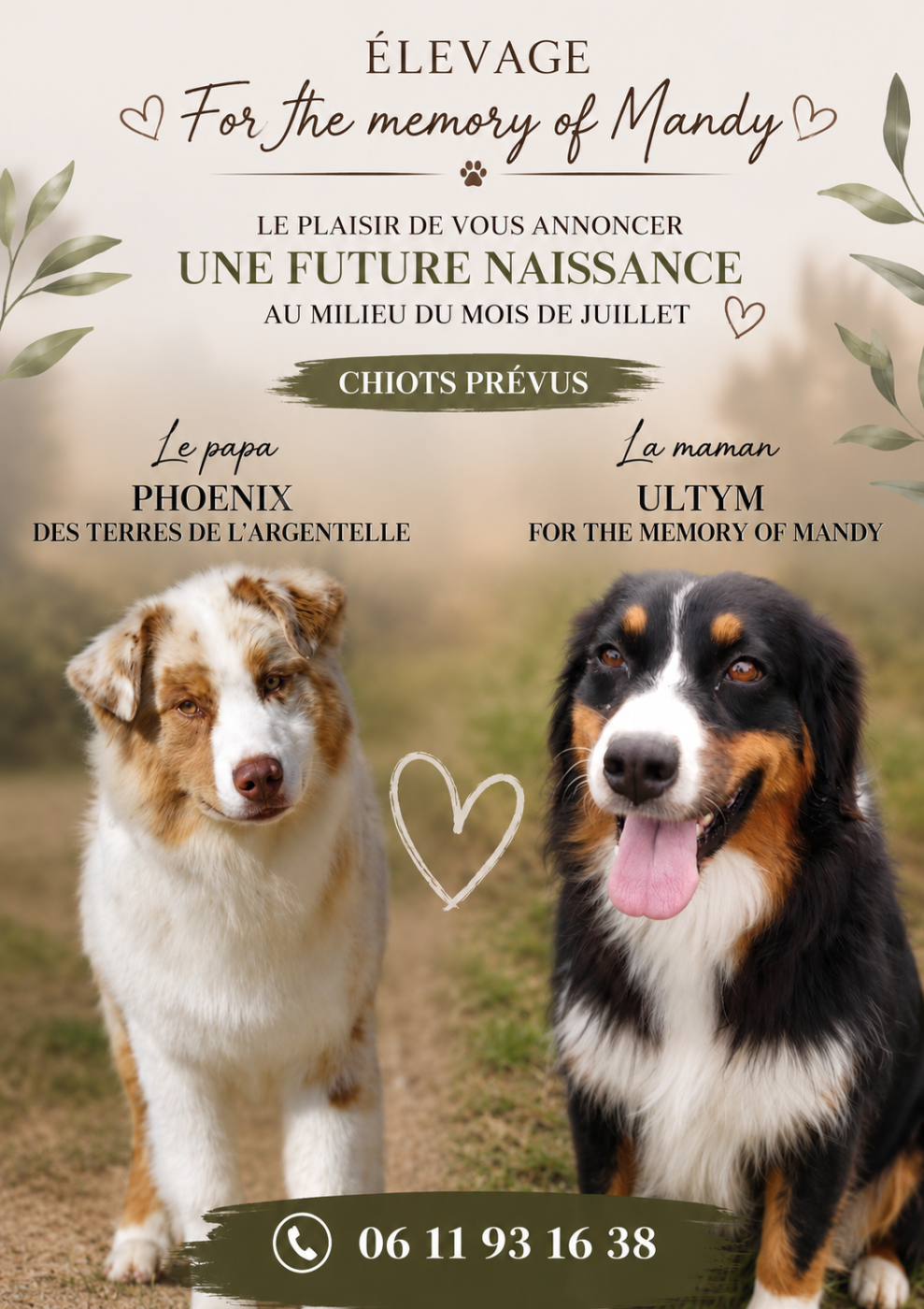 Je vous annonce la saillie de Ultym, les petites merveilles sortiront leur bouille ver juillet