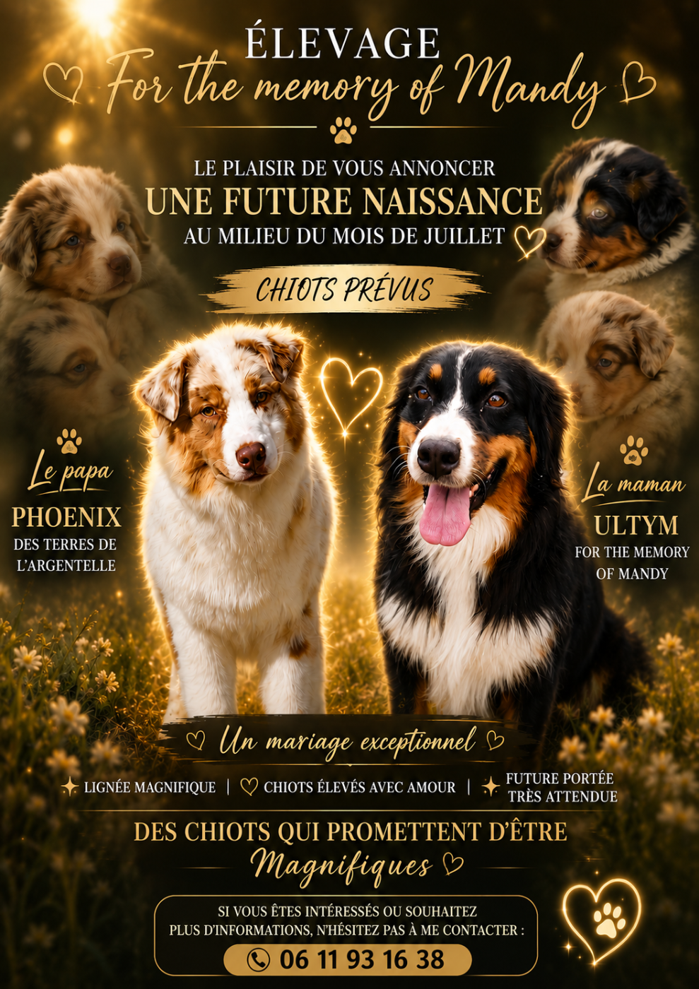 Je vous annonce la saillie de Ultym, les petites merveilles sortiront leur bouille ver juillet