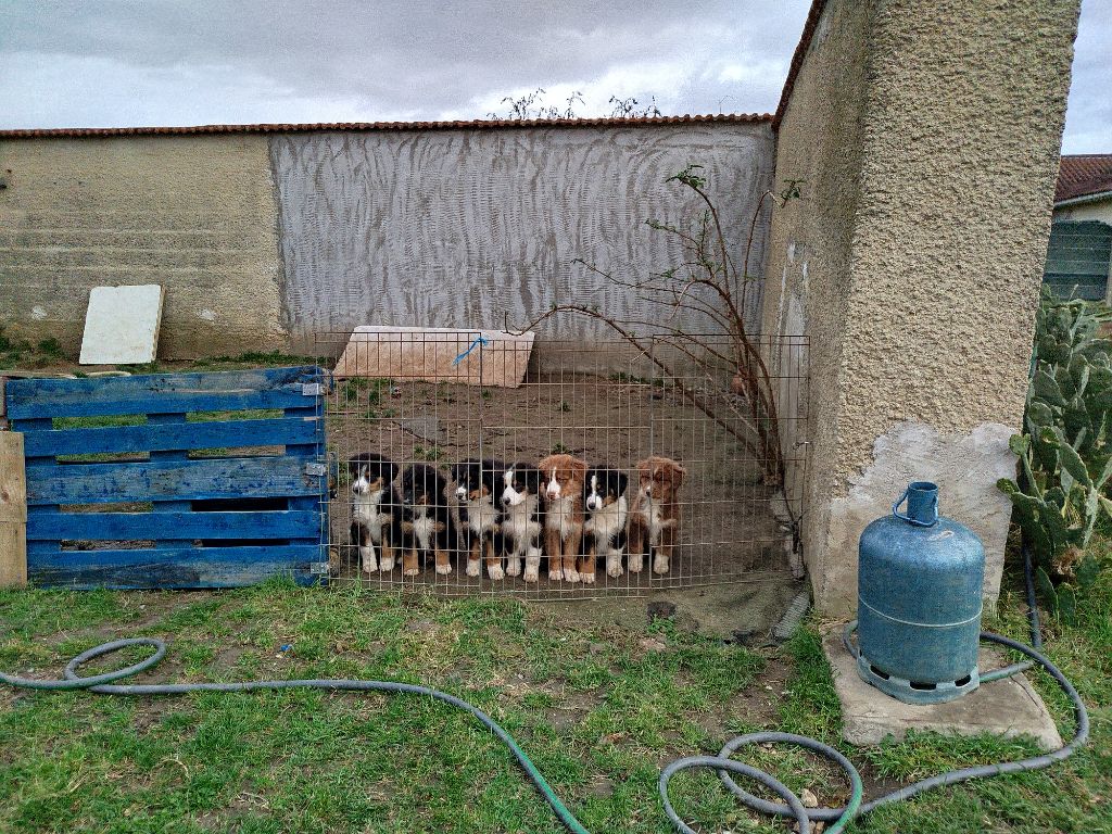 petite merveille prête a rejoindre leur famille 