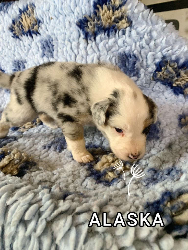 For The Memory Of Mandy - Chiots disponibles - Berger Australien