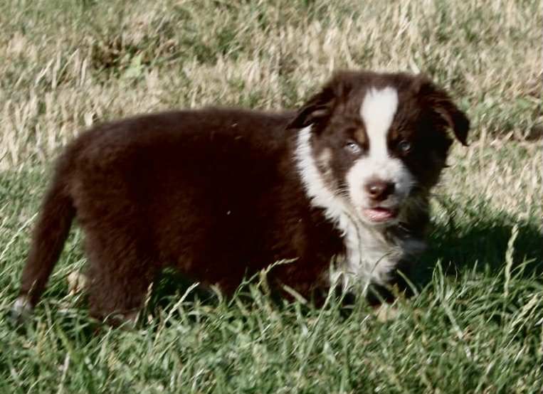 For The Memory Of Mandy - Chiots disponibles - Berger Australien