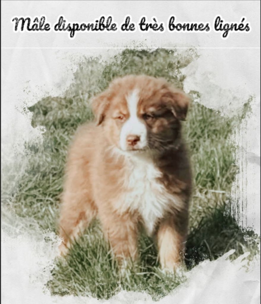 For The Memory Of Mandy - Chiots disponibles - Berger Australien