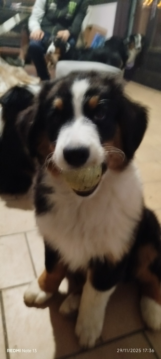 For The Memory Of Mandy - Chiots disponibles - Berger Australien