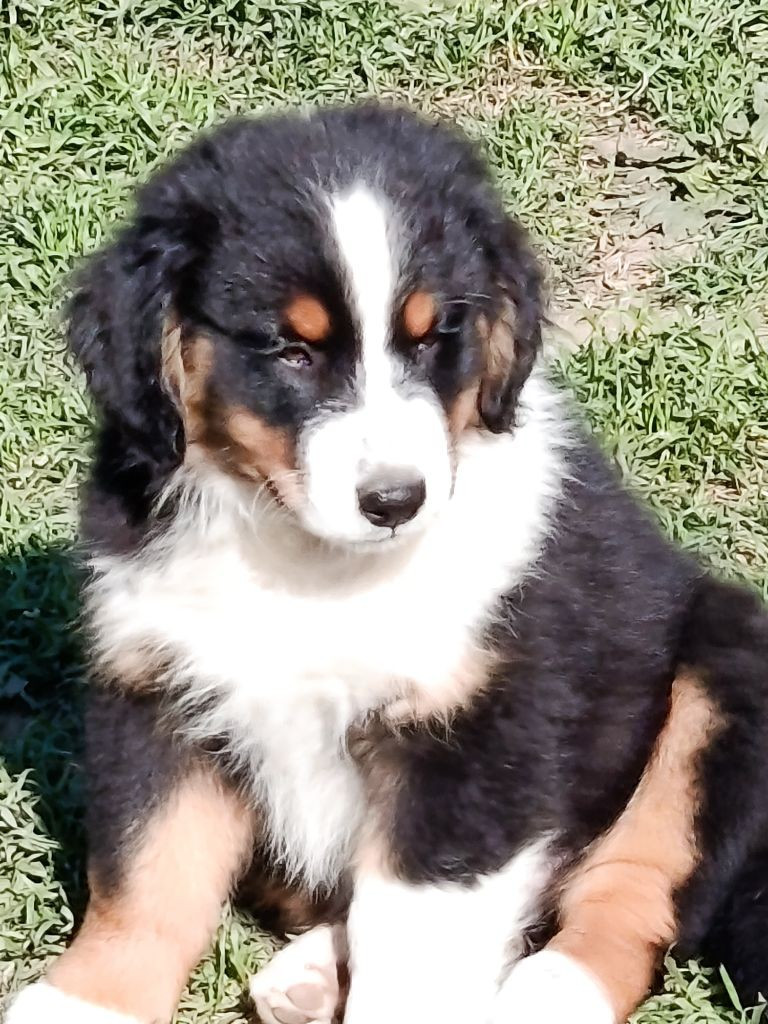 For The Memory Of Mandy - Chiots disponibles - Berger Australien