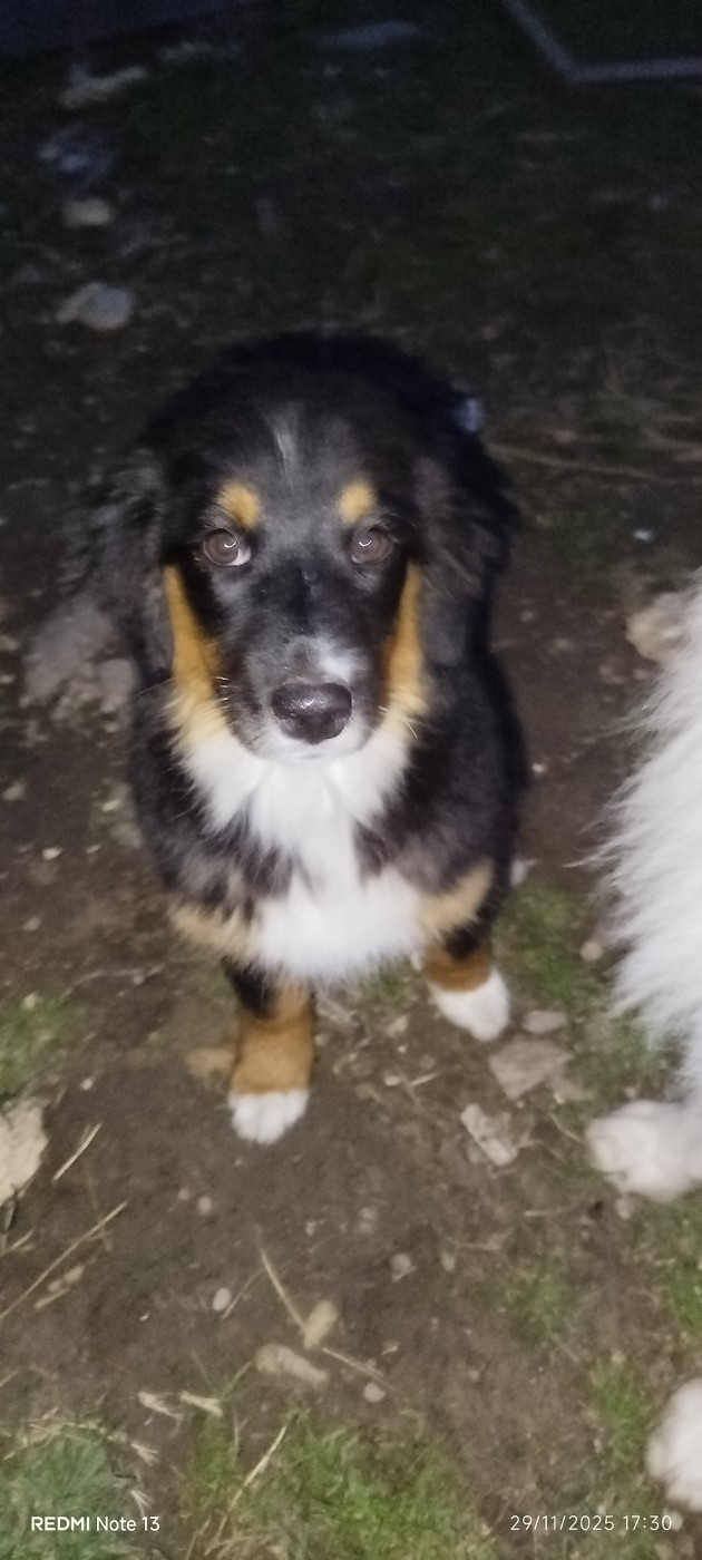 For The Memory Of Mandy - Chiots disponibles - Berger Australien