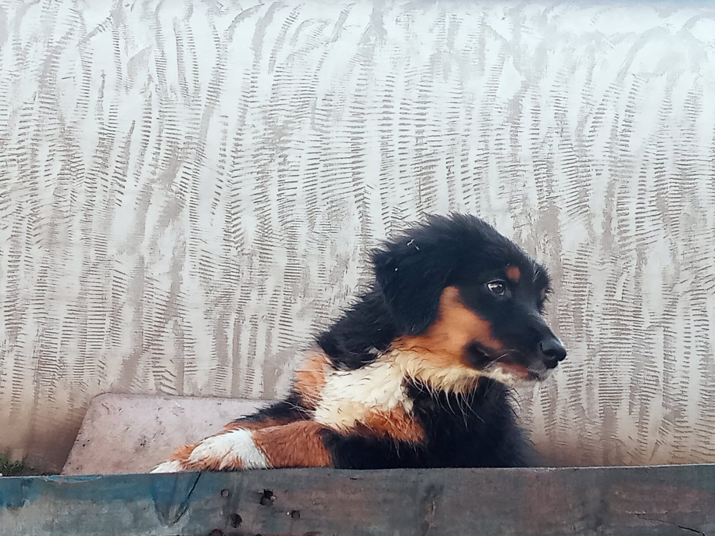 For The Memory Of Mandy - Chiots disponibles - Berger Australien