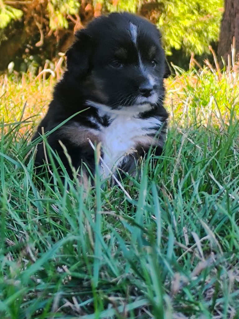 For The Memory Of Mandy - Chiots disponibles - Berger Australien