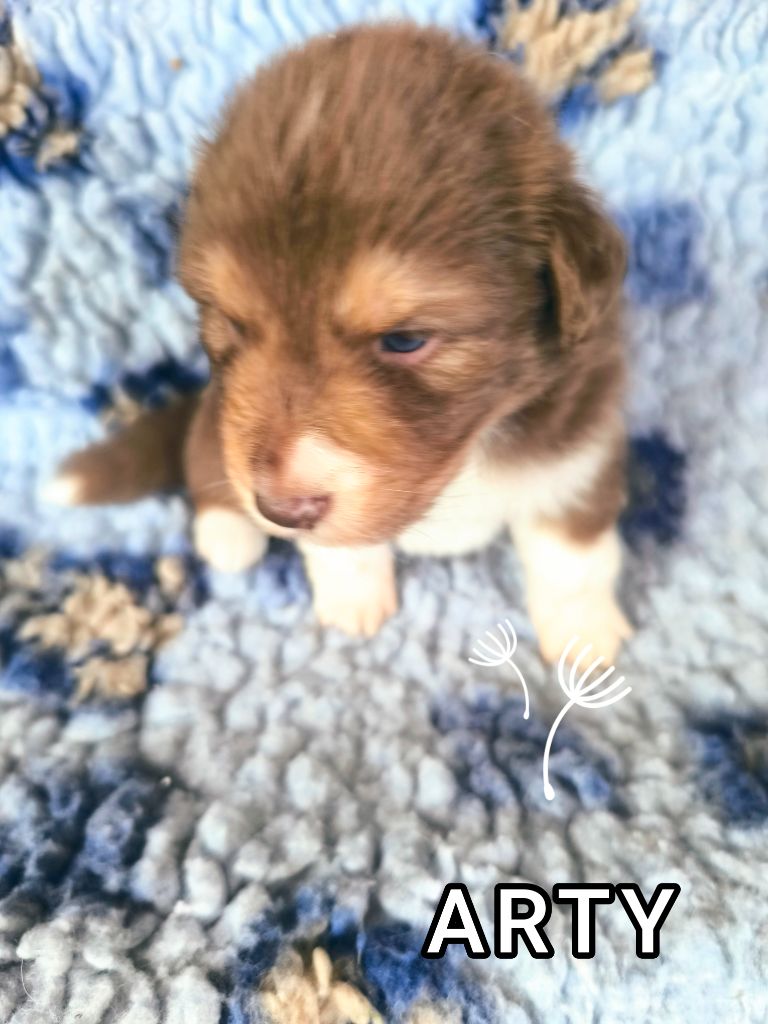 For The Memory Of Mandy - Chiots disponibles - Berger Australien