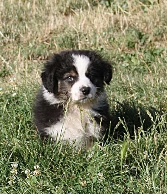 For The Memory Of Mandy - Chiots disponibles - Berger Australien