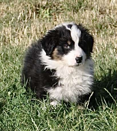 For The Memory Of Mandy - Chiots disponibles - Berger Australien