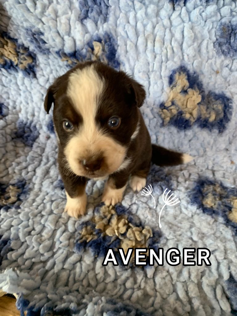 For The Memory Of Mandy - Chiots disponibles - Berger Australien