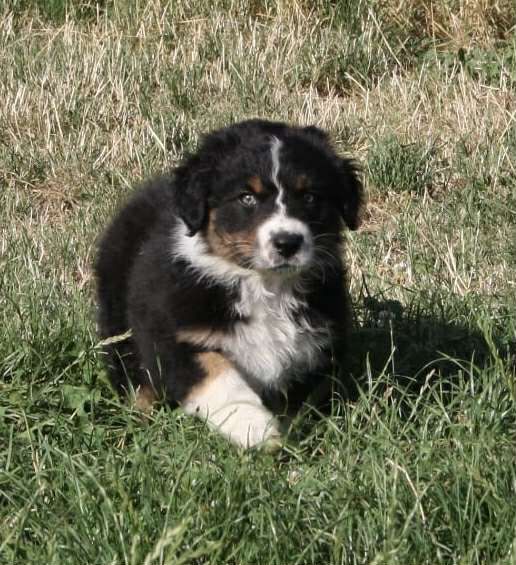 For The Memory Of Mandy - Chiots disponibles - Berger Australien