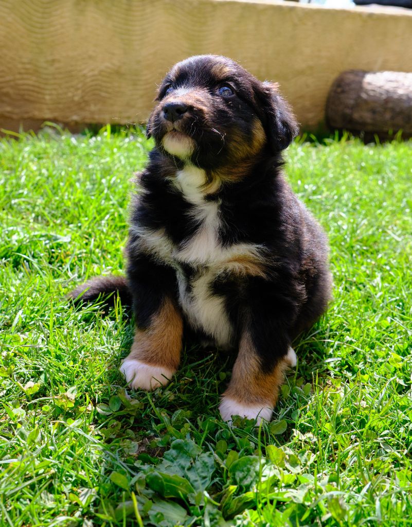 For The Memory Of Mandy - Berger Australien - Portée née le 08/03/2021