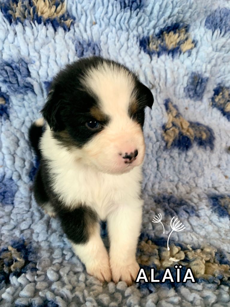 For The Memory Of Mandy - Chiots disponibles - Berger Australien