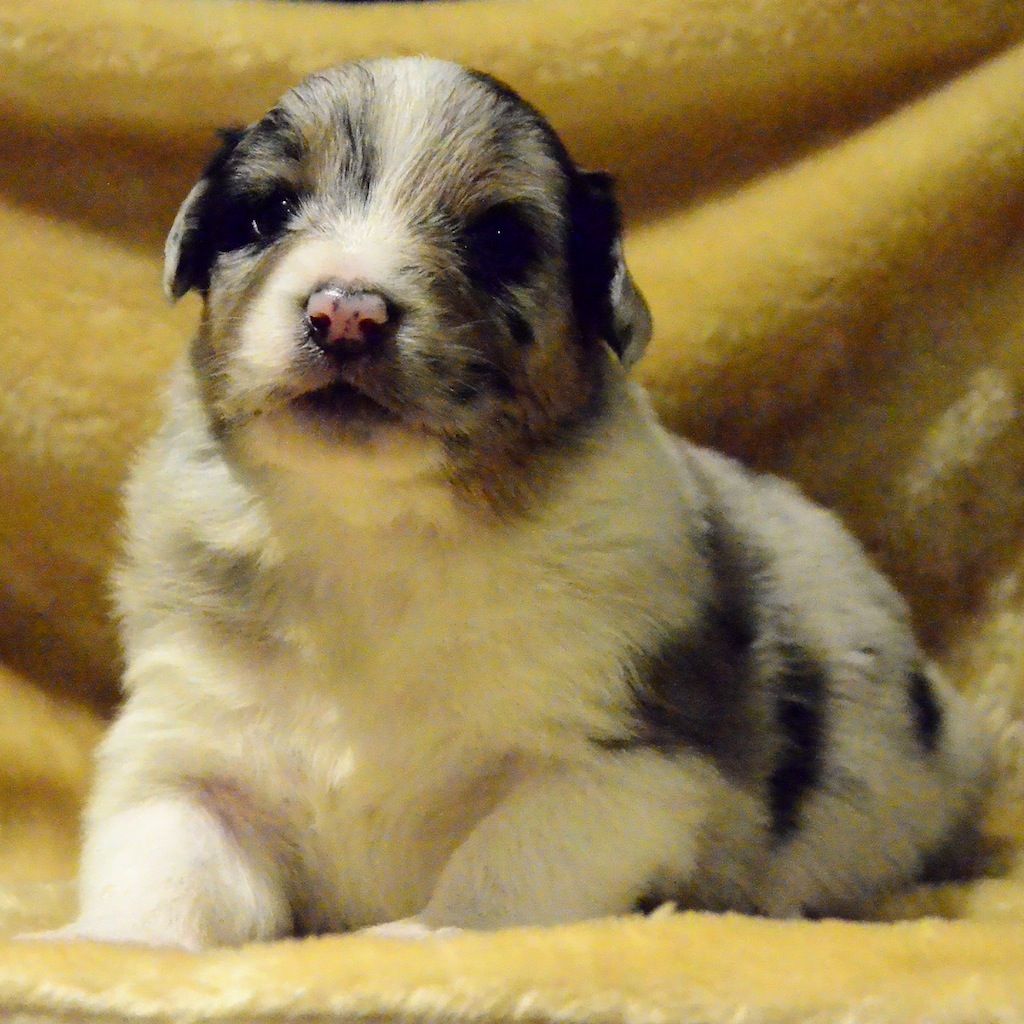 For The Memory Of Mandy - Berger Australien - Portée née le 24/10/2018