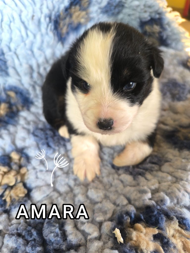 For The Memory Of Mandy - Chiots disponibles - Berger Australien