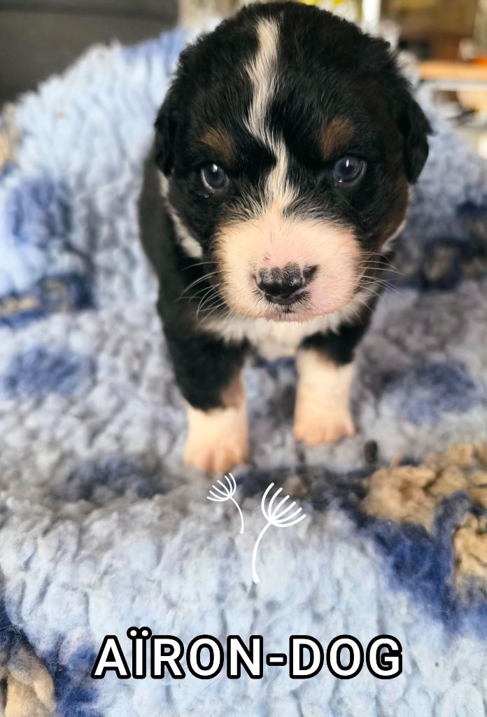 For The Memory Of Mandy - Chiots disponibles - Berger Australien