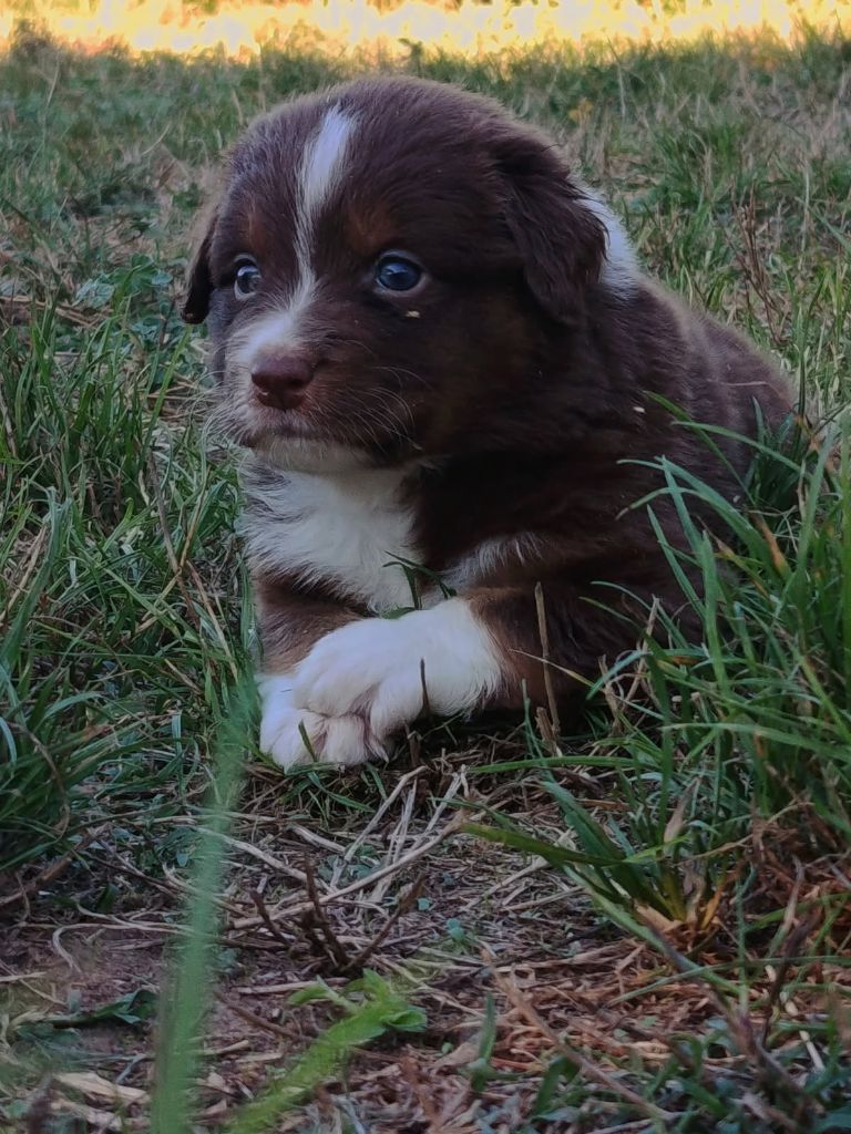 For The Memory Of Mandy - Chiots disponibles - Berger Australien
