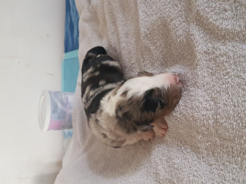 For The Memory Of Mandy - Berger Australien - Portée née le 21/01/2017