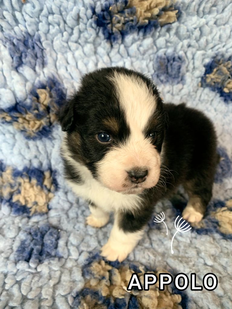 For The Memory Of Mandy - Chiots disponibles - Berger Australien