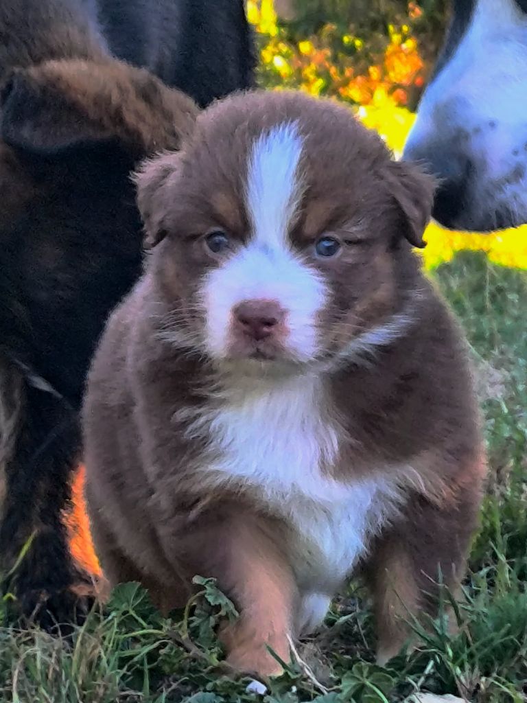 For The Memory Of Mandy - Chiots disponibles - Berger Australien