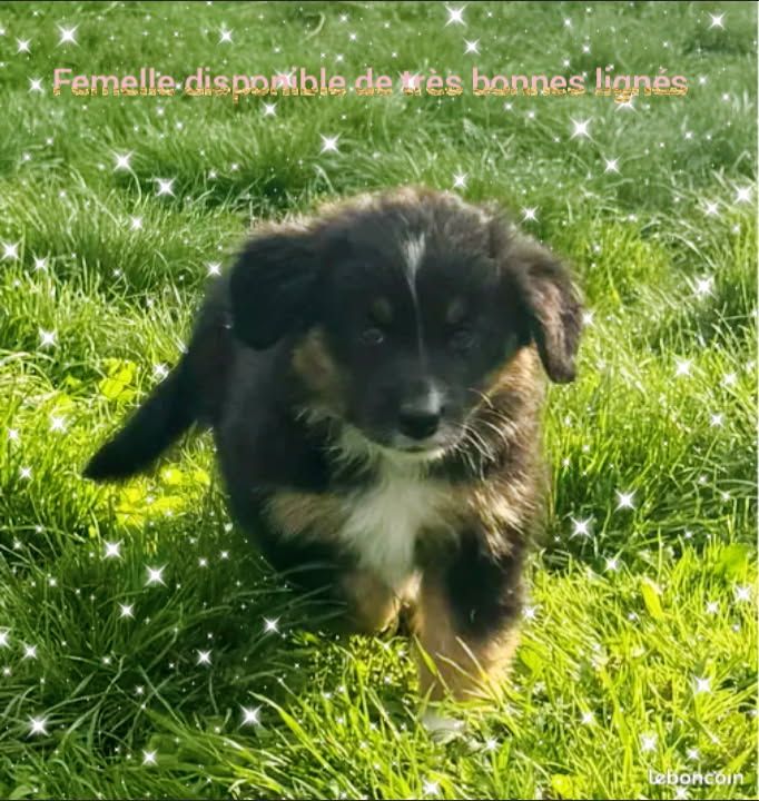 For The Memory Of Mandy - Chiots disponibles - Berger Australien