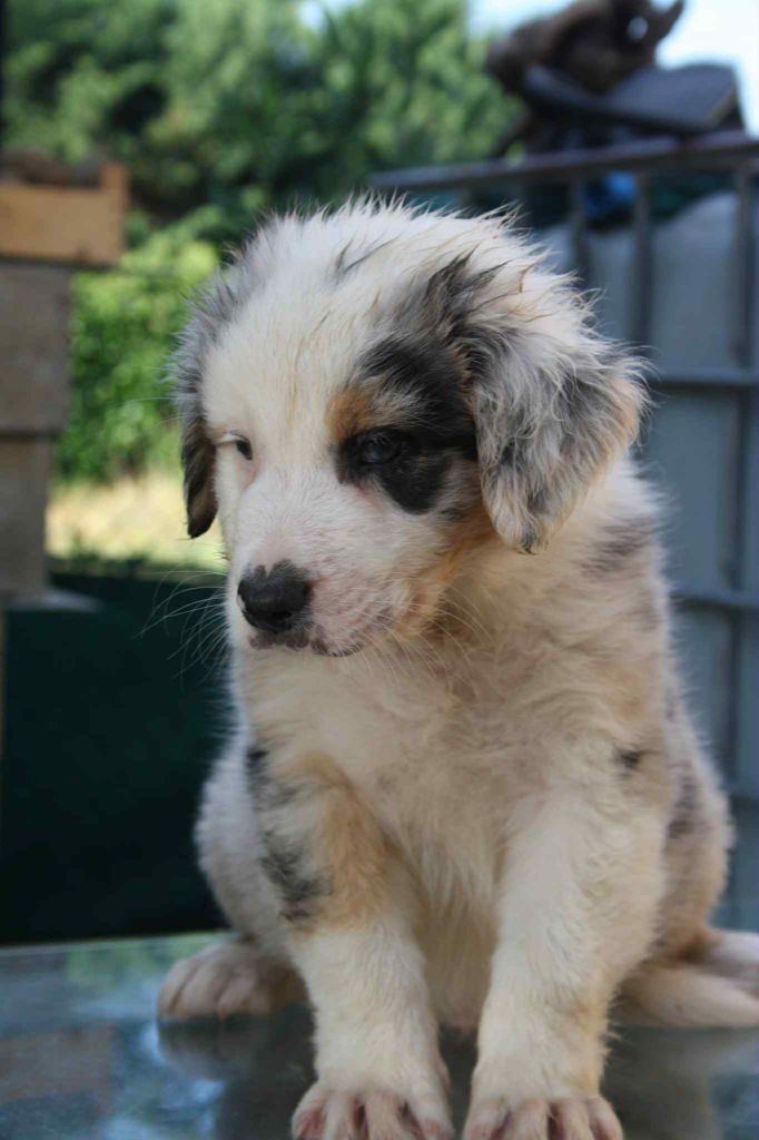 For The Memory Of Mandy - Chiots disponibles - Berger Australien
