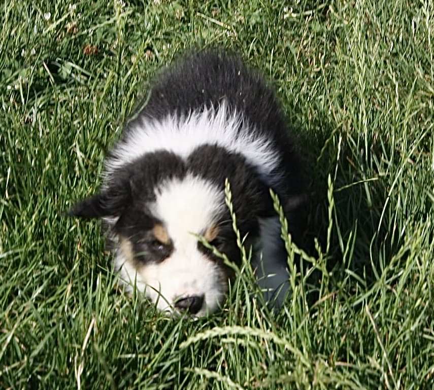 For The Memory Of Mandy - Chiots disponibles - Berger Australien