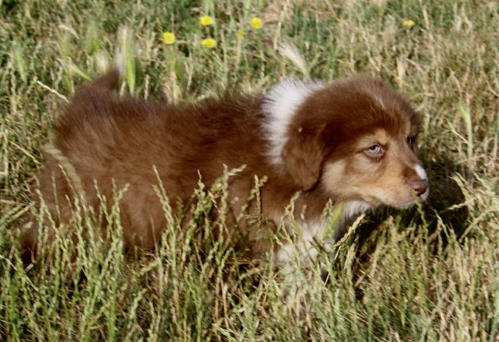 For The Memory Of Mandy - Chiots disponibles - Berger Australien
