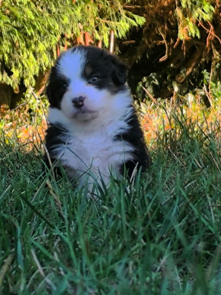 For The Memory Of Mandy - Chiots disponibles - Berger Australien