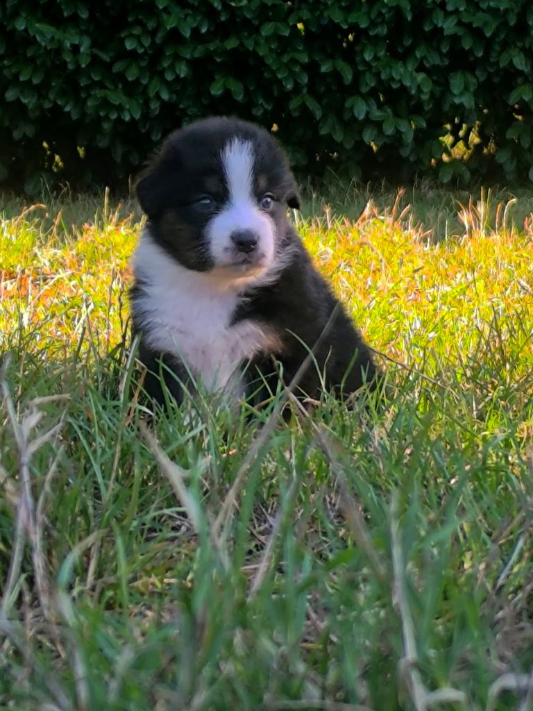 For The Memory Of Mandy - Chiots disponibles - Berger Australien