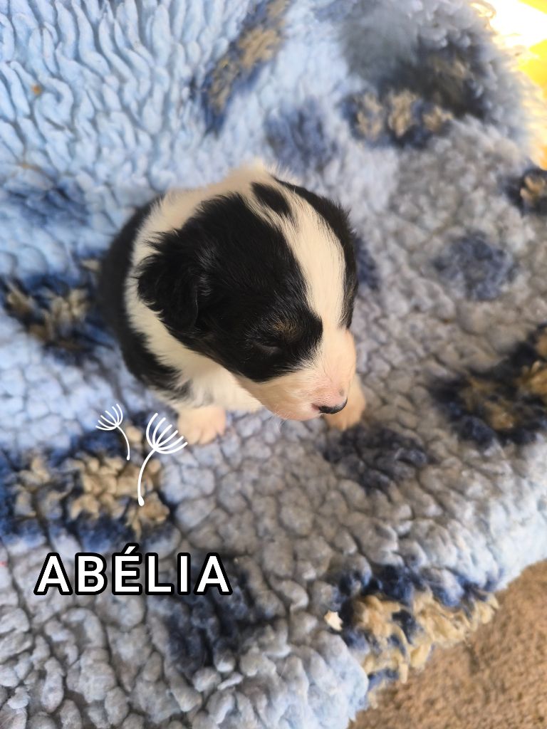 For The Memory Of Mandy - Chiots disponibles - Berger Australien